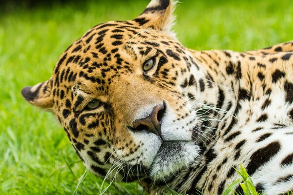 Das wichtige Gesicht eines großen Jaguar