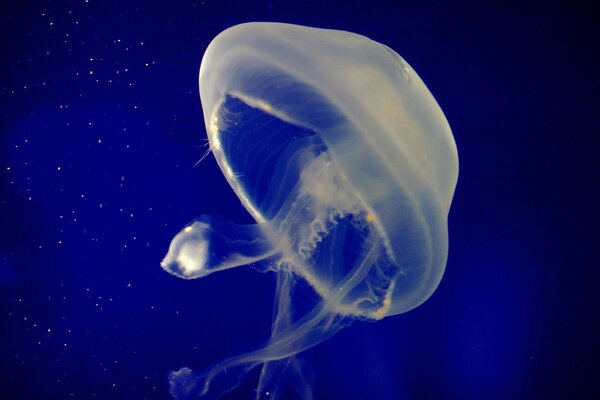 Méduse transparente comme de la gelée