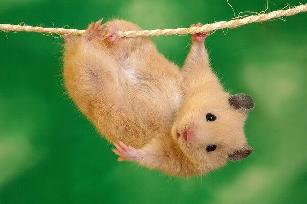 Netter flauschiger Hamster hängt an einem Seil