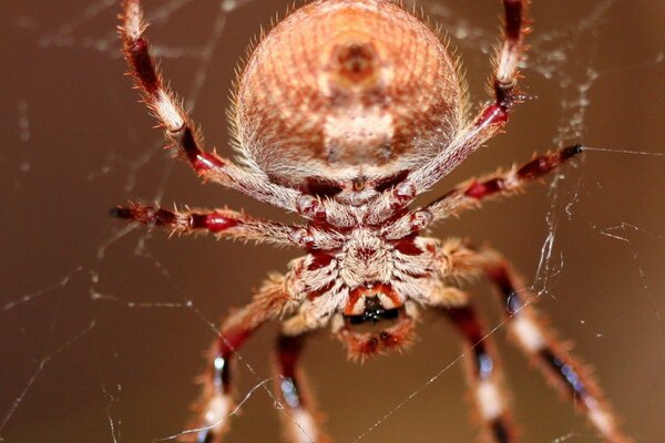 Araña roja de cerca