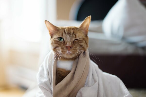 Modische Katze posiert und zwinkert