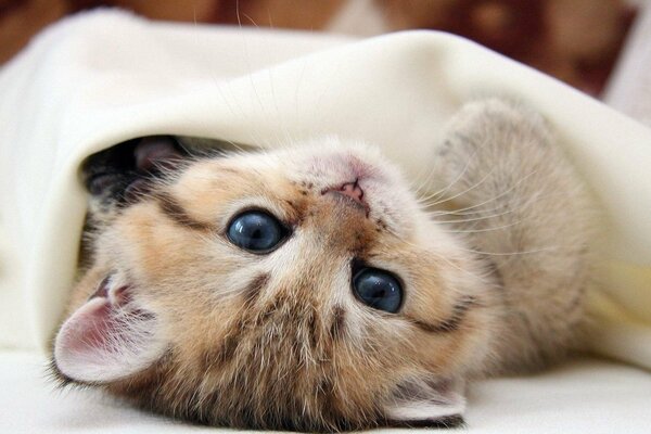 Petit chaton sous les draps blancs