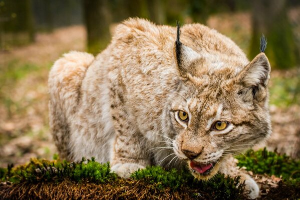 Wildkatze Luchs ist wütend