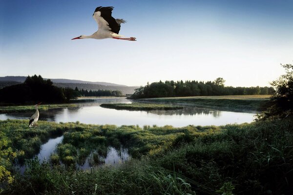 Stork flying over the lake against the blue sky