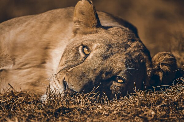 Lioness lying on the grass close-up