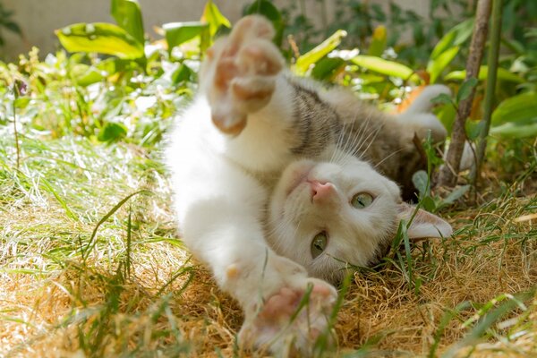 A cat in nature does stretching