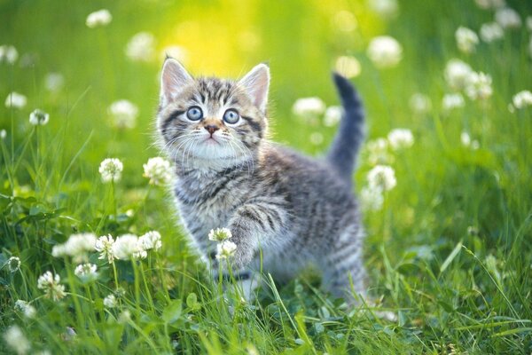 A kitten on the grass on a summer day