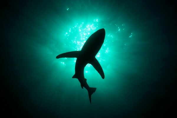 Фото акулы на глубине моря