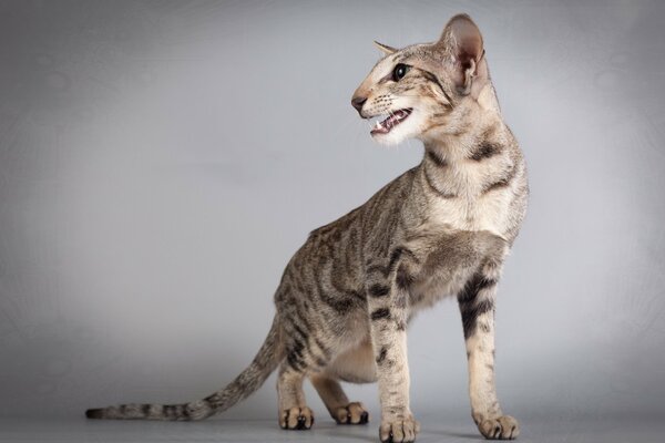 Oriental cat on a light gray background