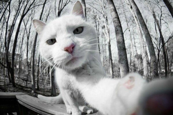 Gato blanco haciendo selfies