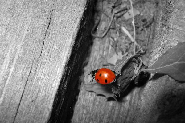 Roter Marienkäfer auf grauem Hintergrund