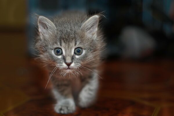 Chaton gris. Regarde droit dans l âme