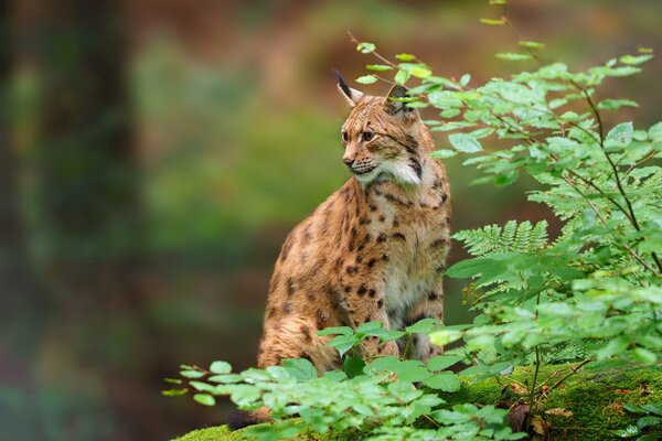 Wildkatze-Luchs sitzt in Zweigen