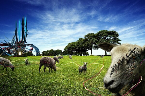 Owce pasą się na zielonej polanie