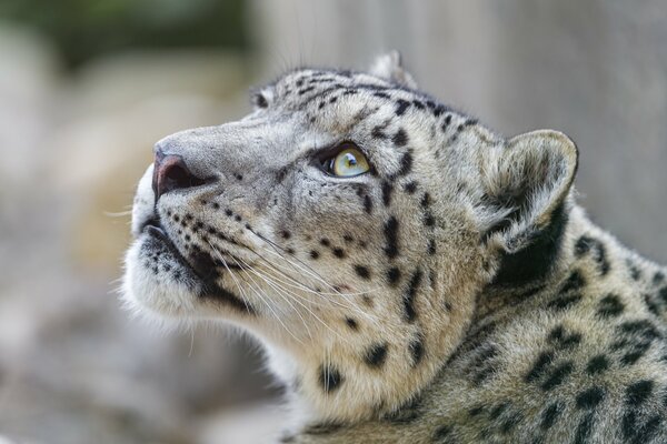 A picture of a snow leopard looking up