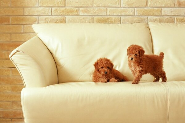 Cute poodles on a leather sofa