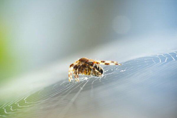 Spider weaves a web photo