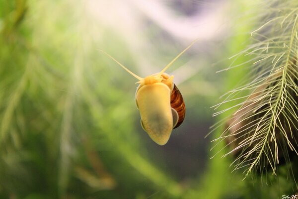 Snail in an aquarium with algae