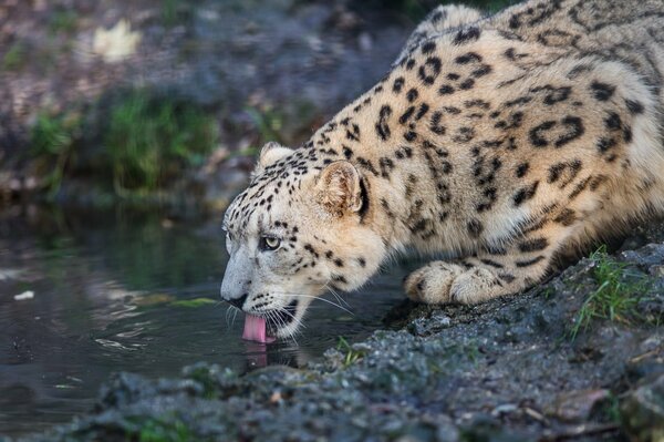 Gatto selvatico Irbis in un abbeveratoio