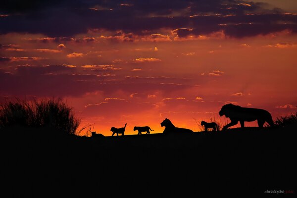 Löwenfamilie in Afrika bei Sonnenuntergang