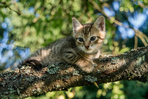 El gatito de alguien está sentado en una rama de un árbol