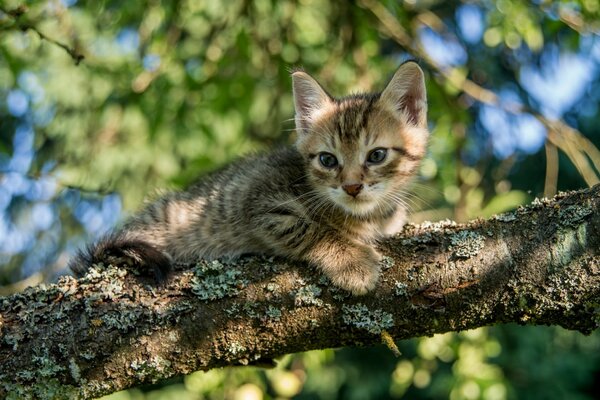 Quel chaton est assis sur une branche d arbre