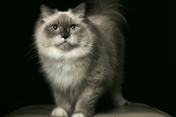 Chat gris moelleux avec des yeux bleus