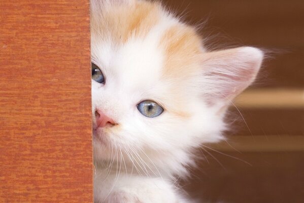 The muzzle of a cute blue-eyed baby