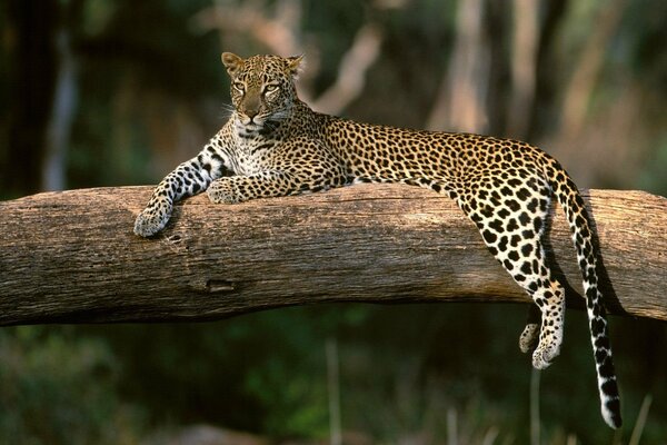 Leopardo che riposa su un ramo di un albero