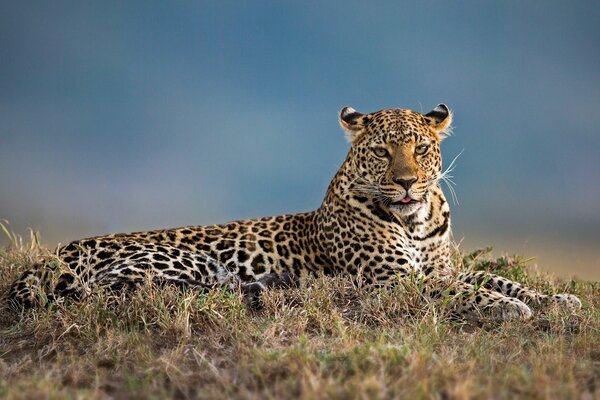 Schöner Leopard posiert für ein Foto