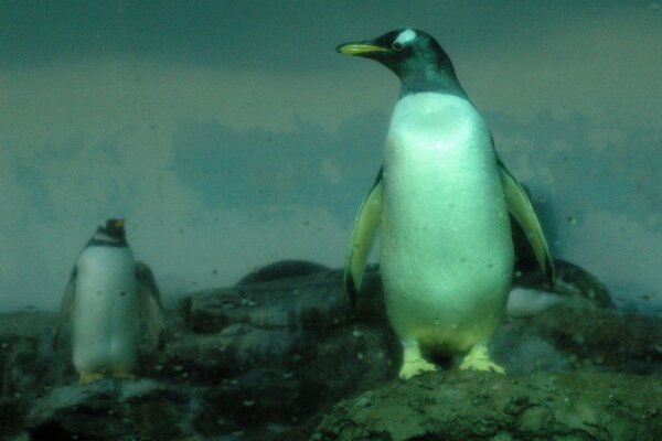 Penguins on a rocky cliff