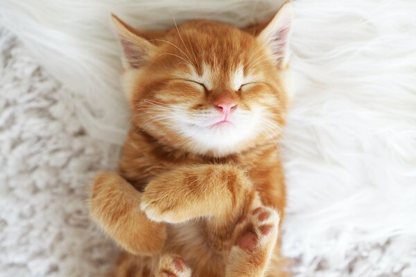 A red-haired kitten stretches with a pink muzzle looking at her mother