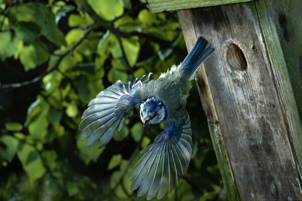 Fliegen Sie einen Vogel aus einem Vogelhäuschen in Nahaufnahme