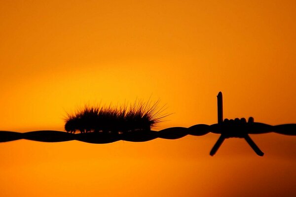 The caterpillar is walking on a wire