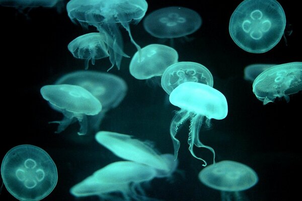 Méduses transparentes bleues flottent