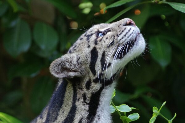 Smoky leopard in the wild