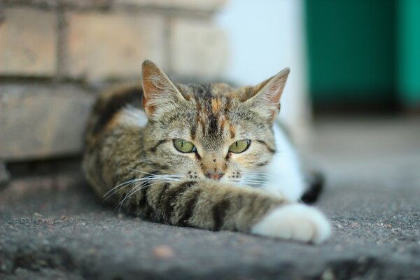 Die Katze legte den Fuß nach vorne