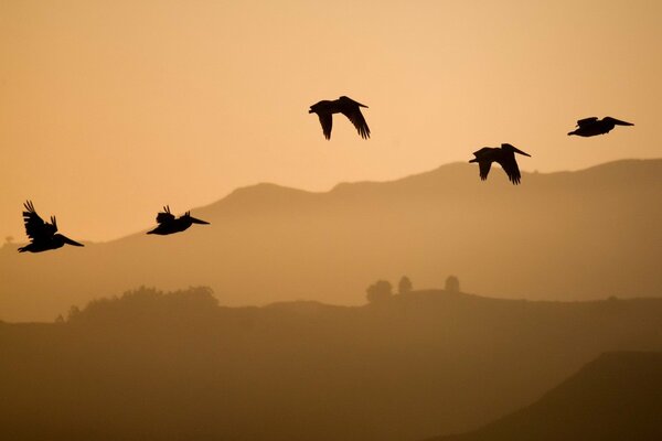 The flight of birds over a high hill