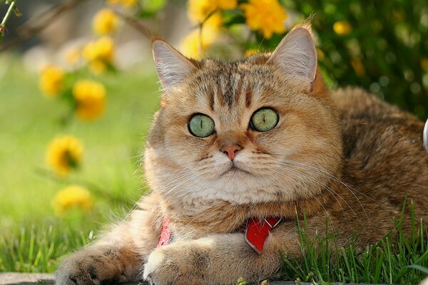 Red-haired Briton, a British-bred pet cat