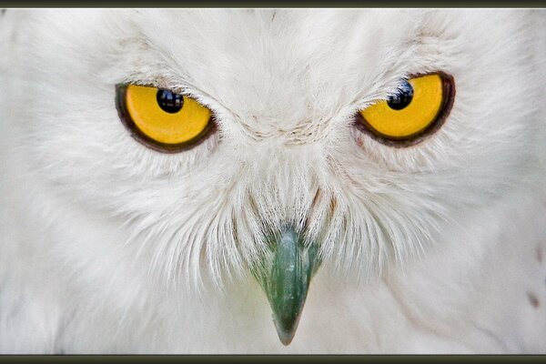 The predatory gaze of a white owl