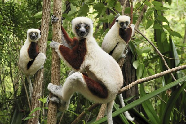 White-brown lemurs on forest trees