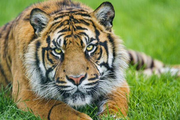 Die Sumatra-Schnauze liegt im Gras. ich werde dich jetzt essen.