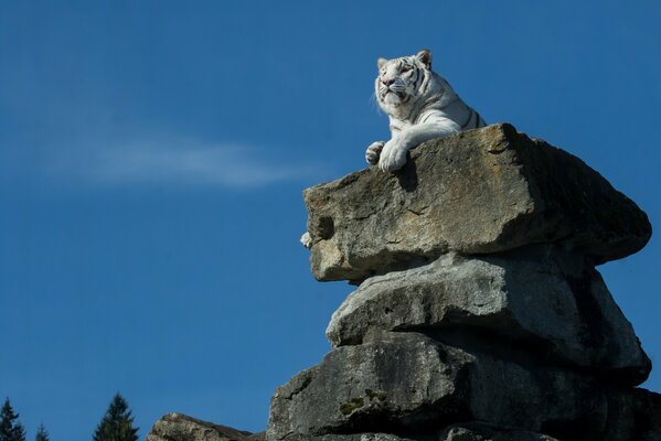 Tigre blanc chic sur les pierres