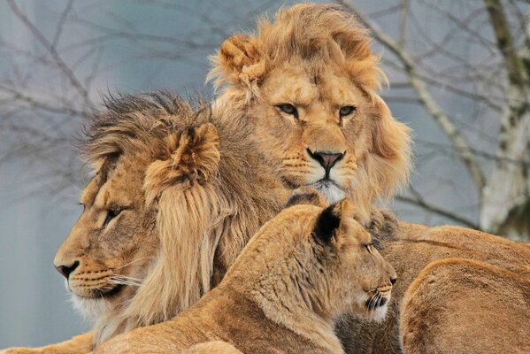 Swedish family of a lion, a lioness and a lion