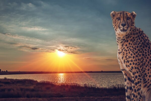 Savannah. Cheetah on the background of the lake at sunset