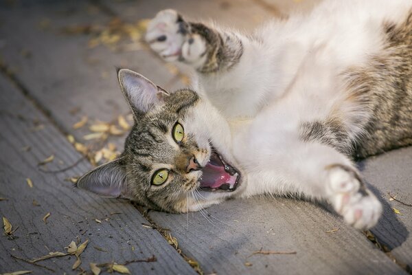 Mean cat attacks the camera