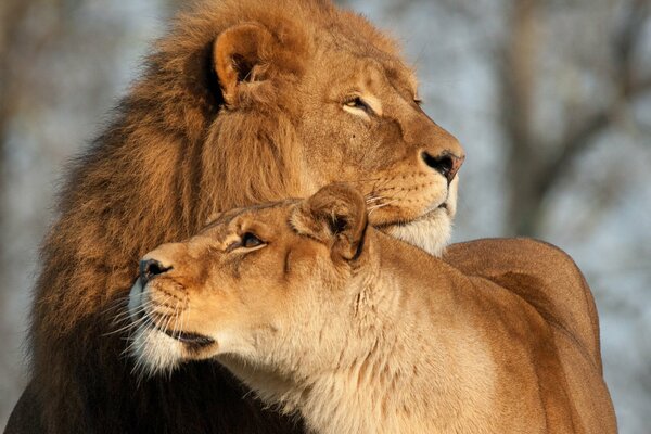 Les lions s aiment