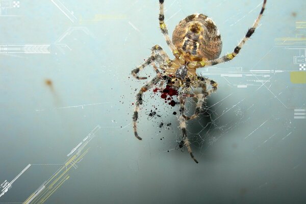 The spider hovered next to the blood