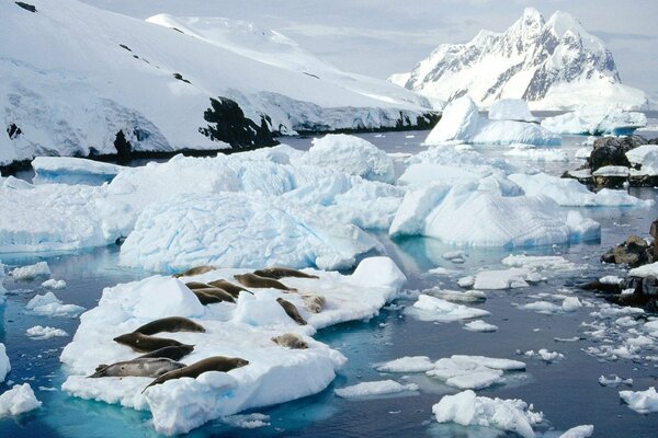 Les phoques se prélassent sur les glaces arrachées