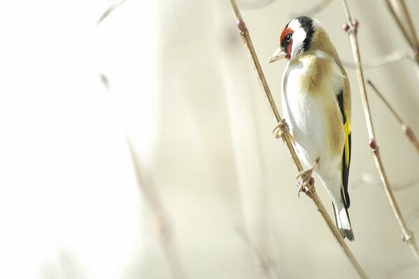 A bird with multicolored plumage on a branch